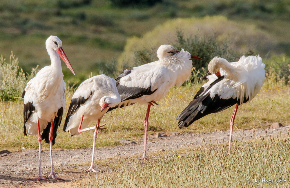 Kariega Summer Visitor White Storks