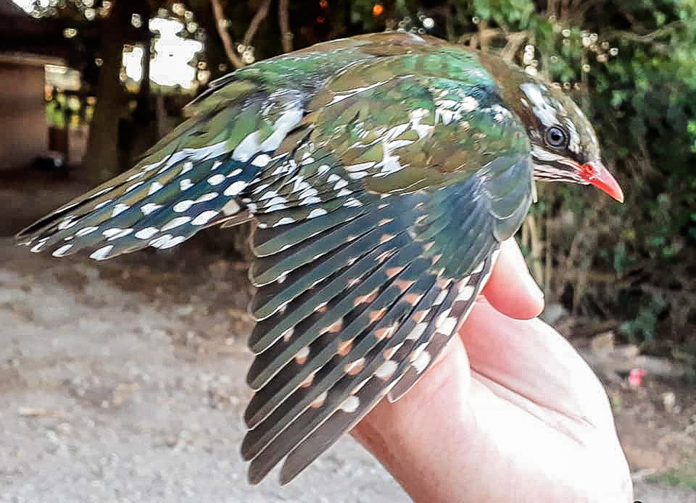 Kariega Summer Visitor Diederick's Cuckoo