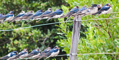 Kariega-Summer Visitors-Swallows.JPG