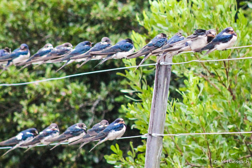 Kariega-Summer Visitors-Swallows.JPG