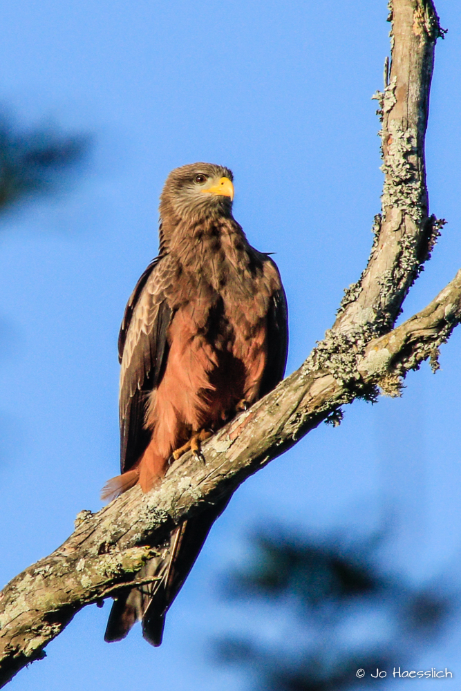 Kariega Summer Visitor Yellow Billed Kite