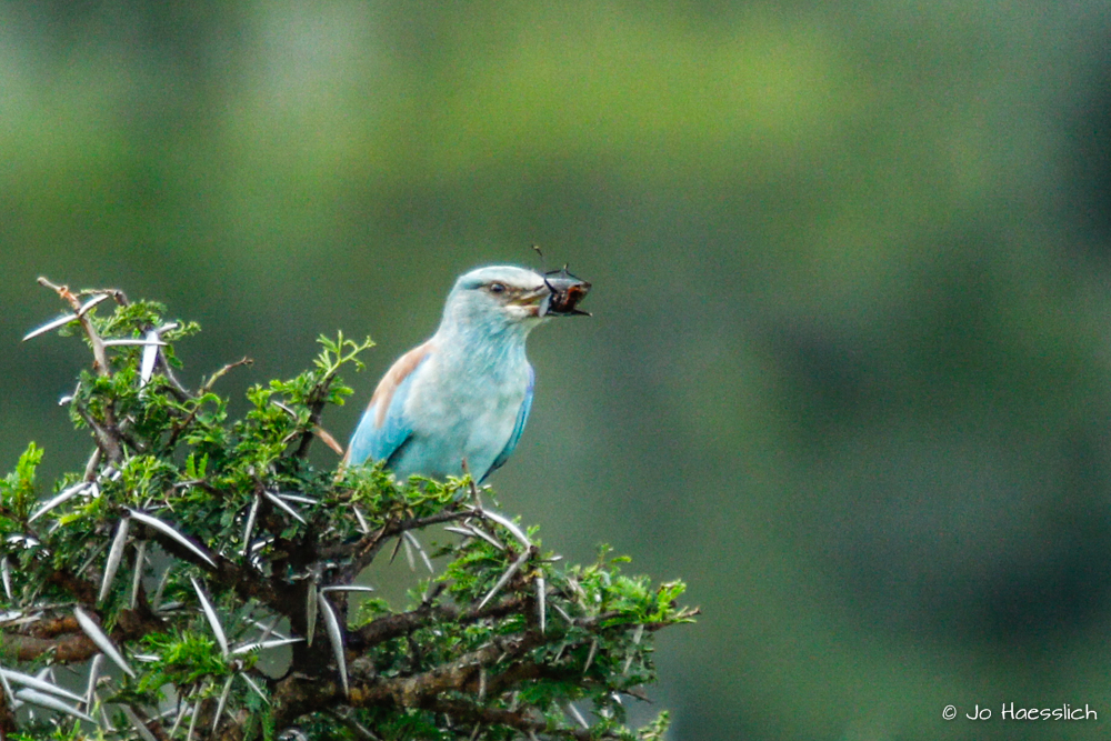 Kariega Summer Visitor European Roller