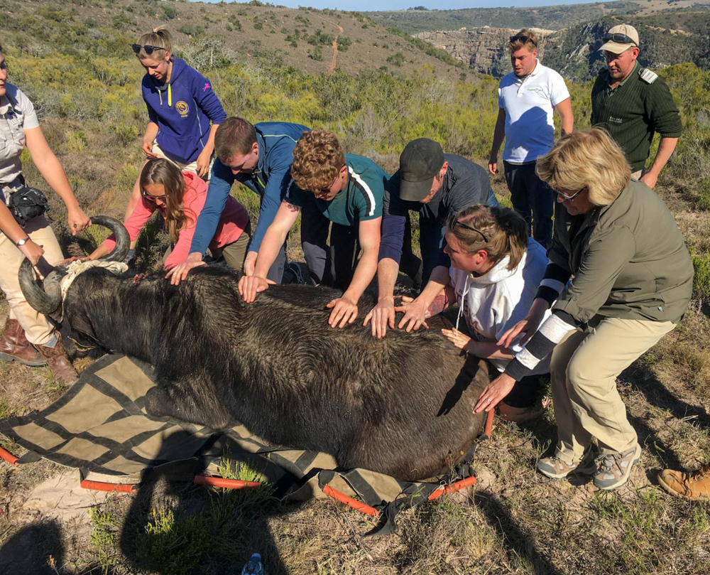 Kariega Volunteers Buffalo Darting