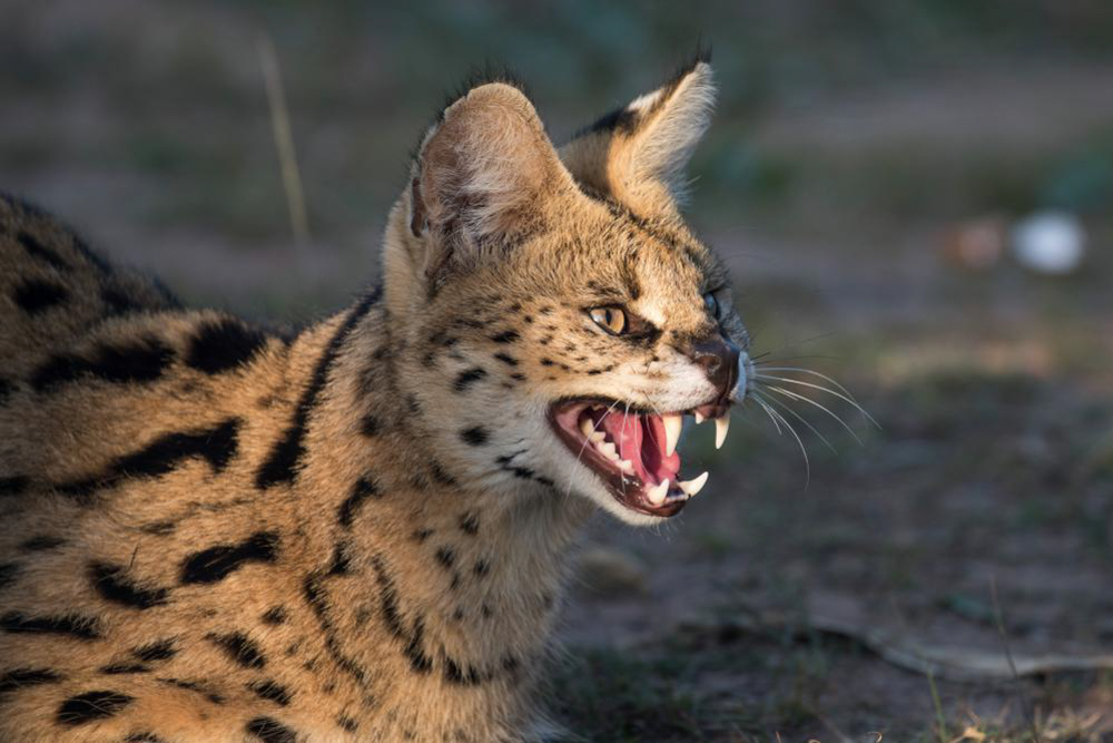 Kariega Volunteers Serval