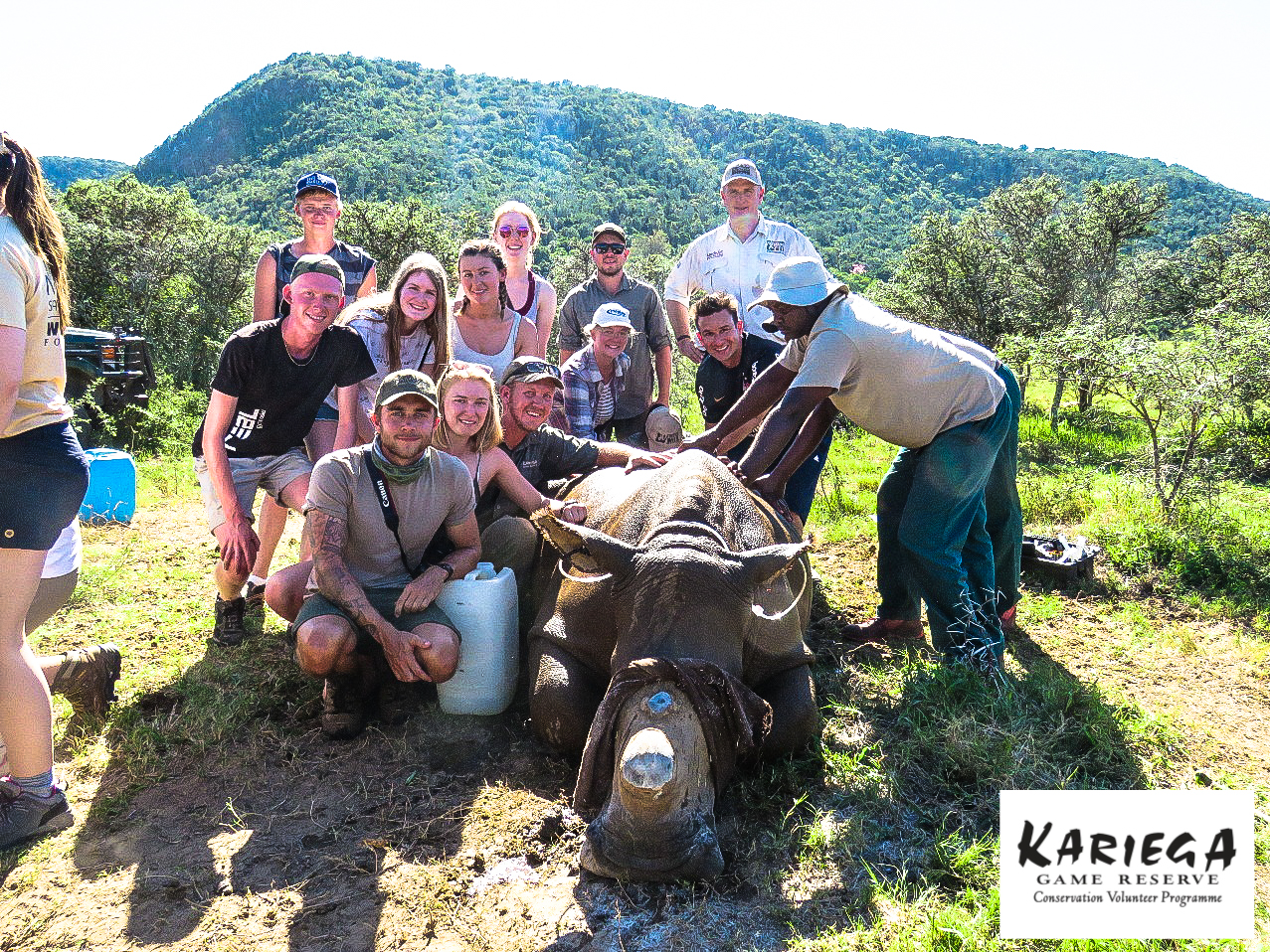 Kariega Volunteers Rhino Dehorning