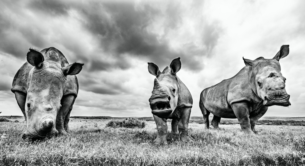 Kariega Through The Eyes Of Ranger Daniel Haesslich