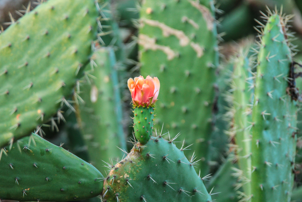 Prickly pear alien eradication project at Kariega