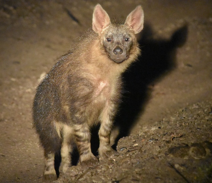 Kariega Brown Hyena