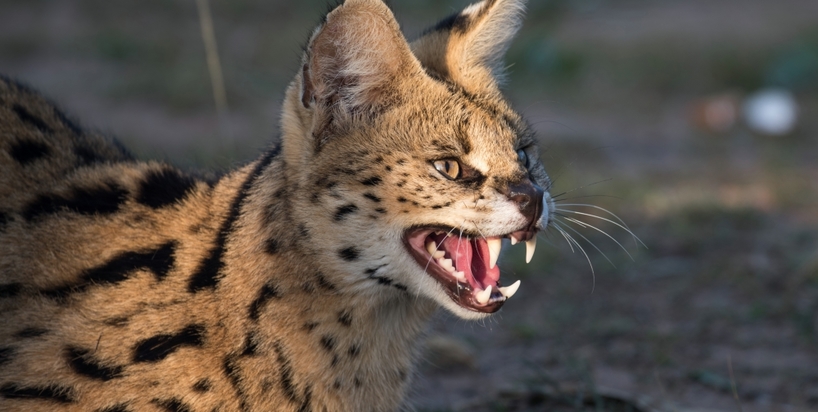 Kariega-Serval-Mike-FitzGerald.jpg