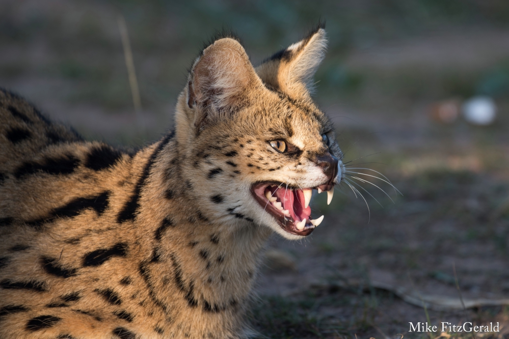 Wild Cat Education Serval