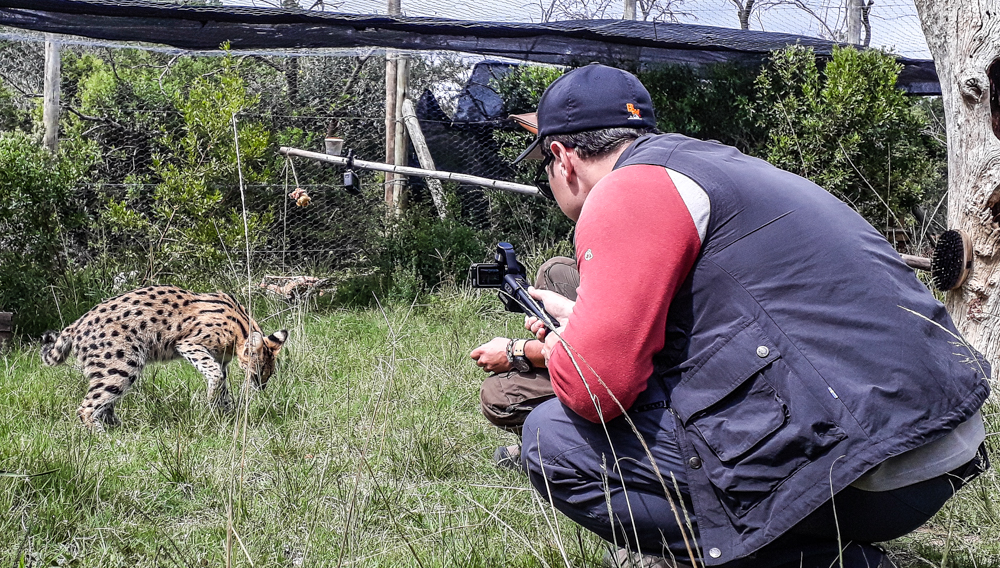 Kariega Brave Wilderness Serval Reintroduction