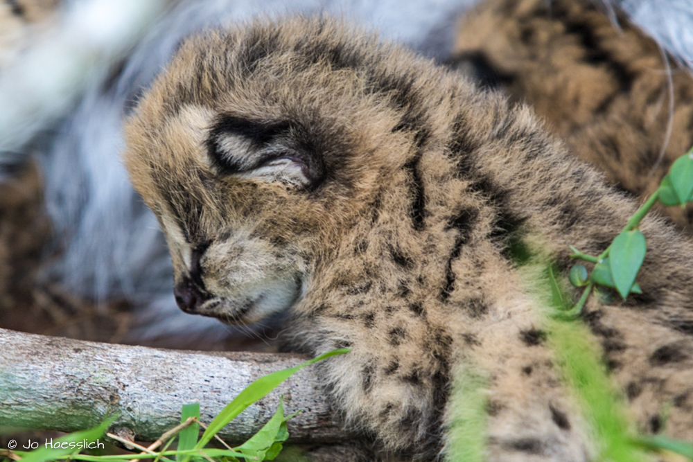 Kariega Serval Kittens part of Conservation Reintroduction