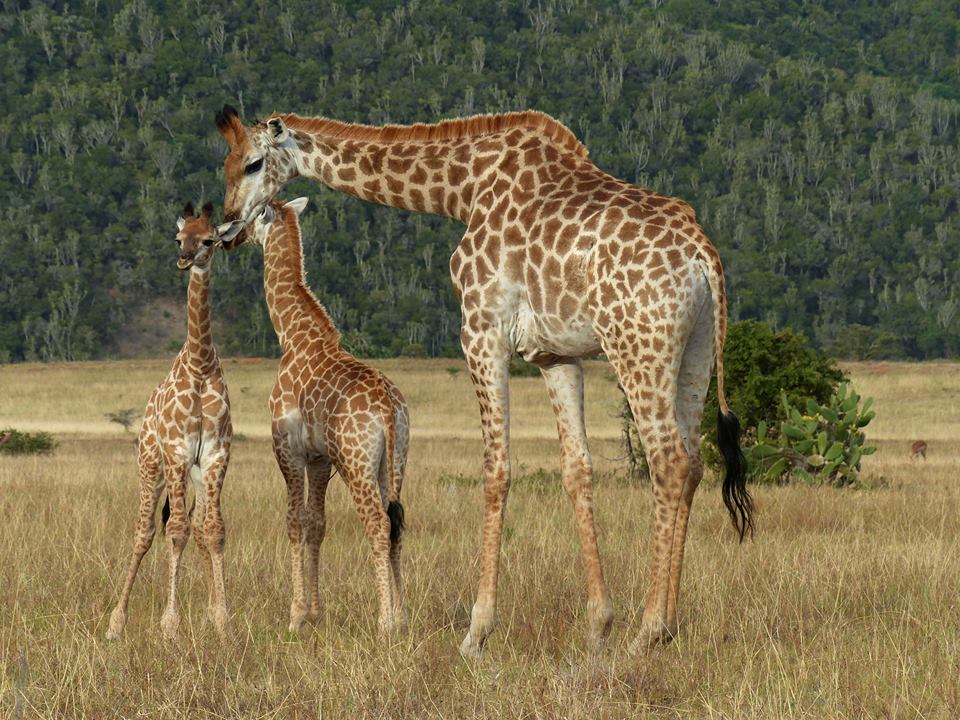Kariega Giraffe Uta Horn Feb 2018