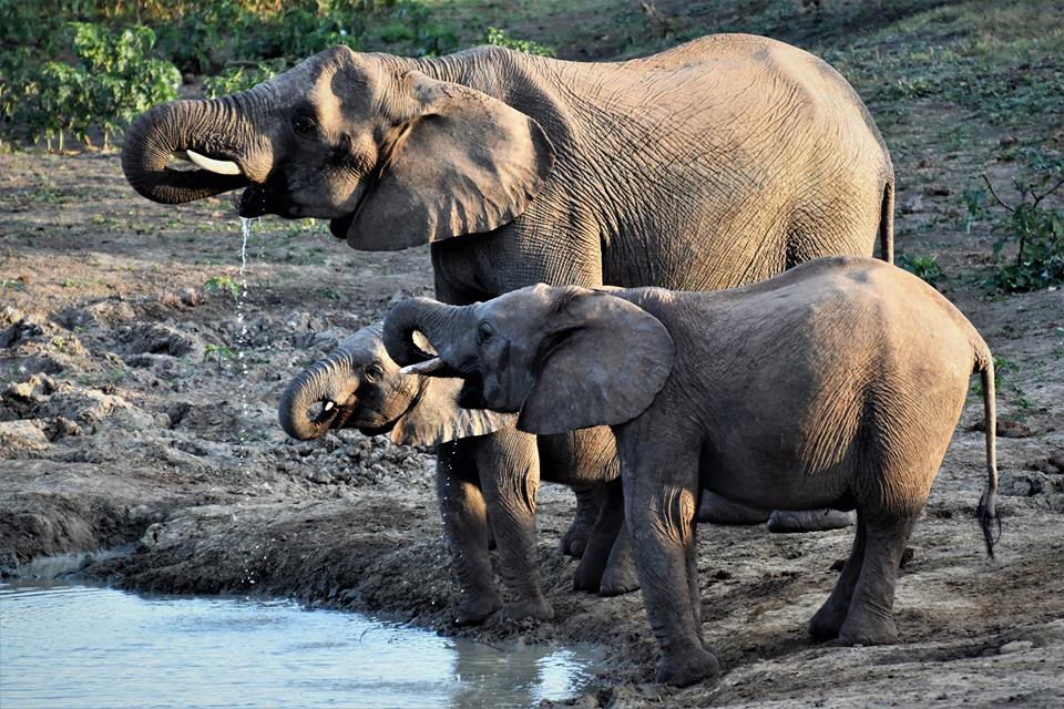 Kariega Elephant by Mike Burton Aug 2017