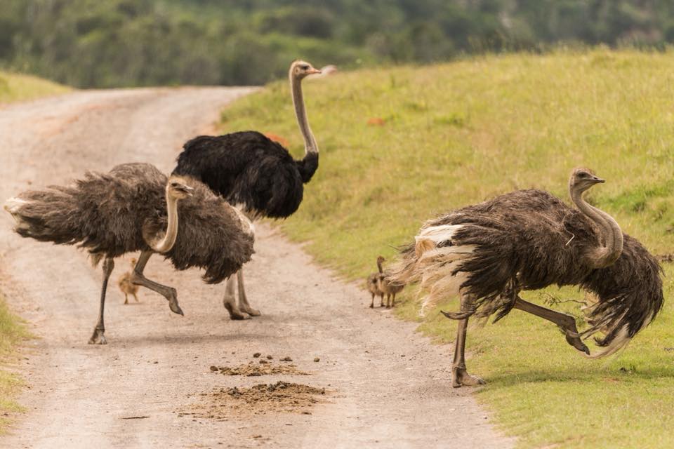 South African Ostrich Feather Adaptations