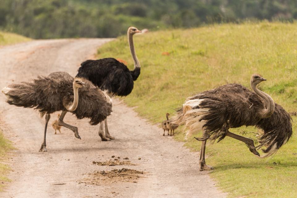 Kariega Ostrich Graham Harvey Oct 2017