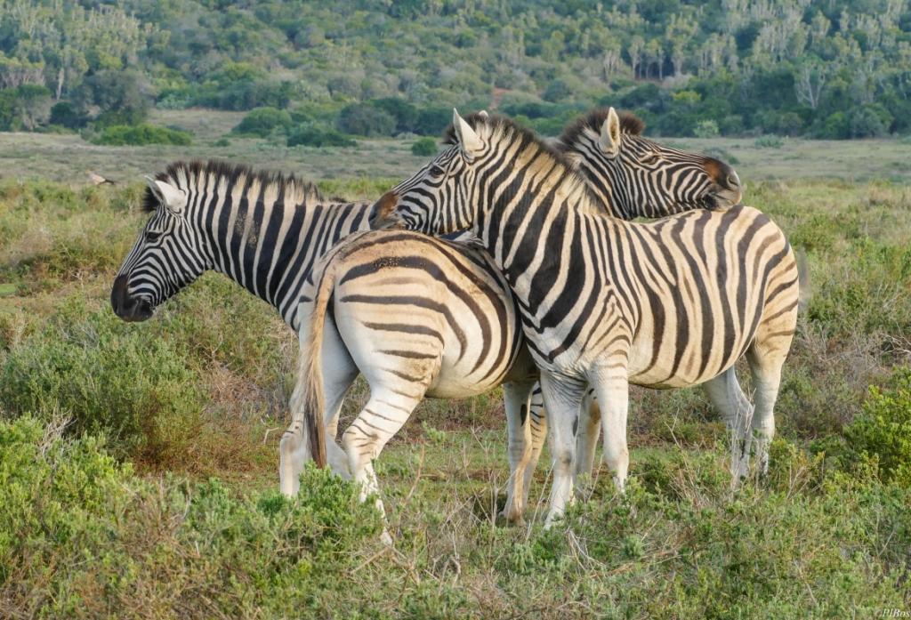 Kariega Zebra Plony Bos June 2017