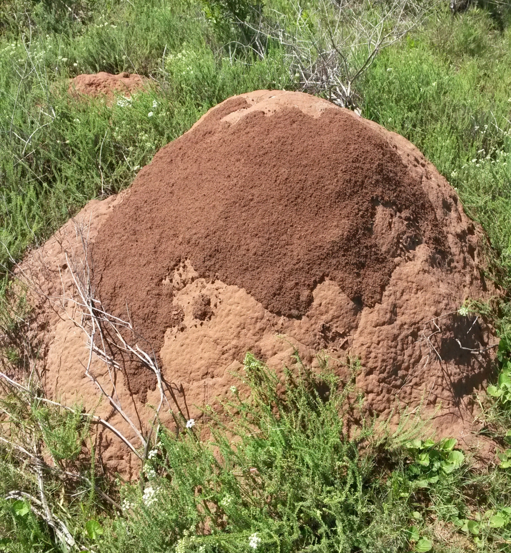 Kariega Termite Mound by Jo Haesslich
