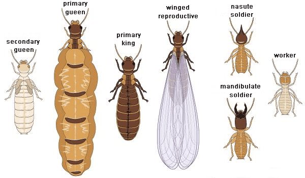 Kariega Termite Colony Structure