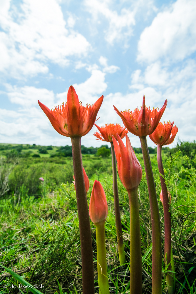 Kariega Paintbrush Lily