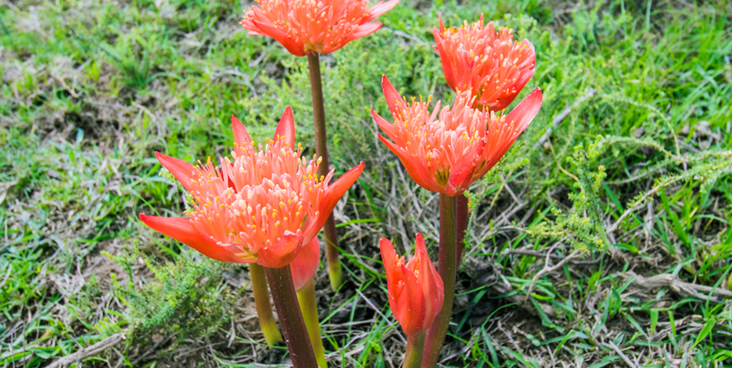 Kariega-Paintbrush-Lily2.JPG