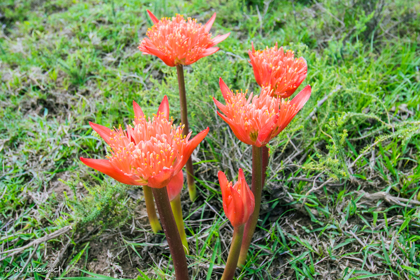 Kariega-Paintbrush-Lily2.JPG