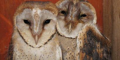 Kariega-Barn-Owls.jpg