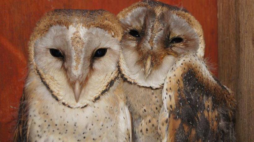 Kariega-Barn-Owls.jpg