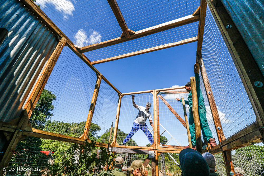 Kariega Owl Releasing Project Building Enclosure