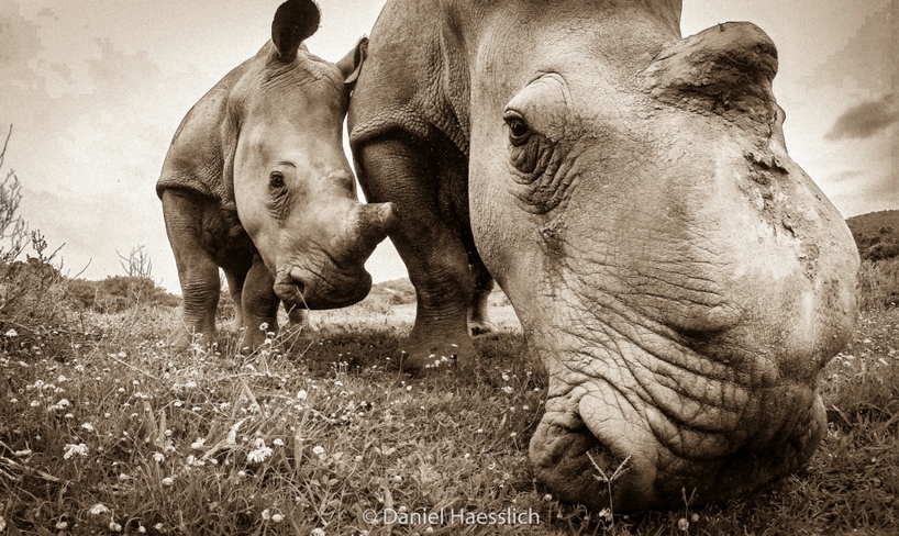 Rhino-Tears-Thandi-Colin.jpg