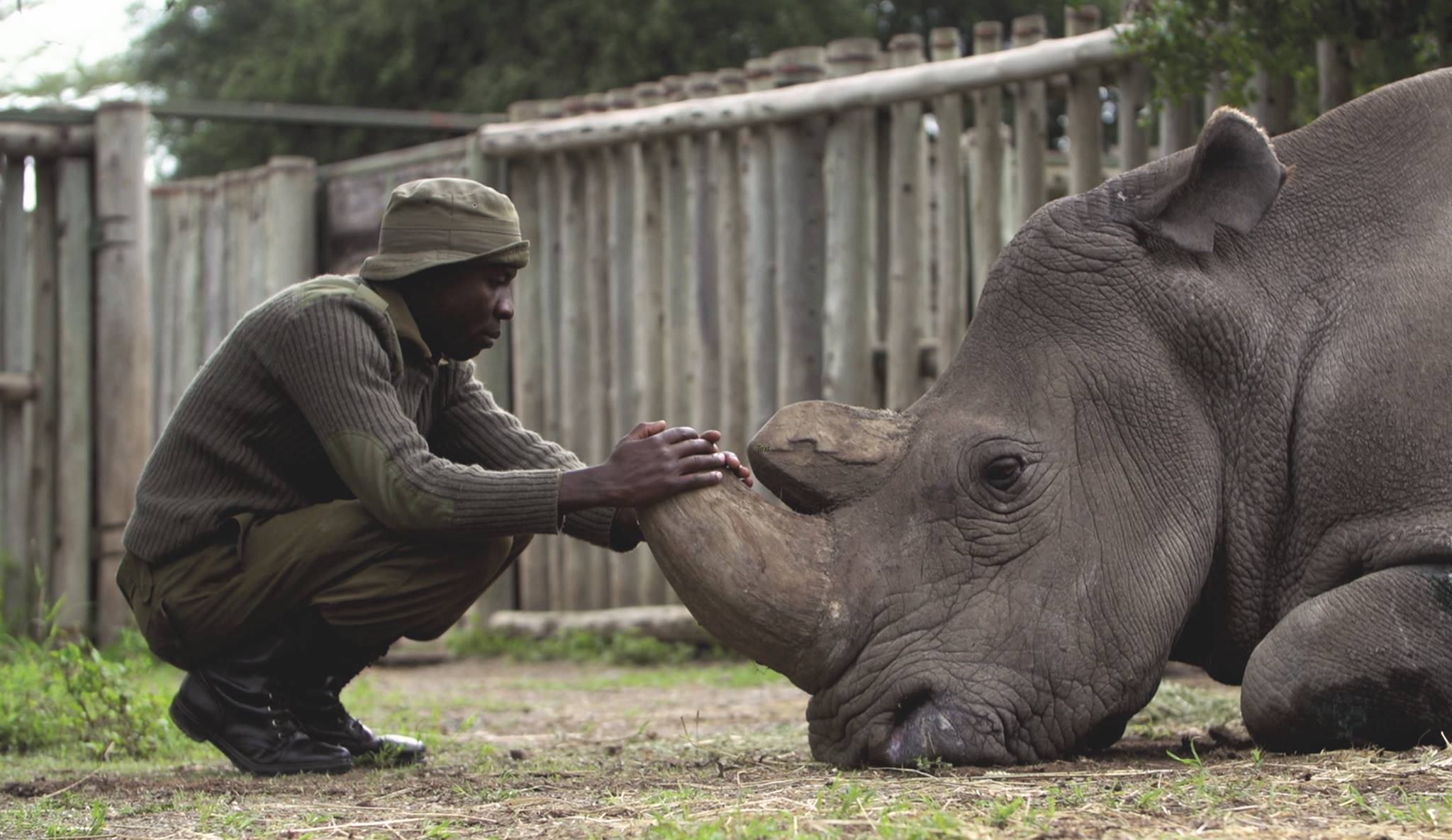 James Mwenda with the last male northern white rhino Sudan