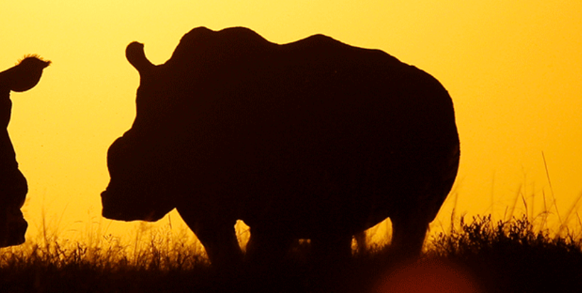 PROTECT ENDANGERED SPECIES