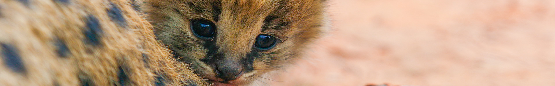 Foundation-Serval-Kitten-2.JPG