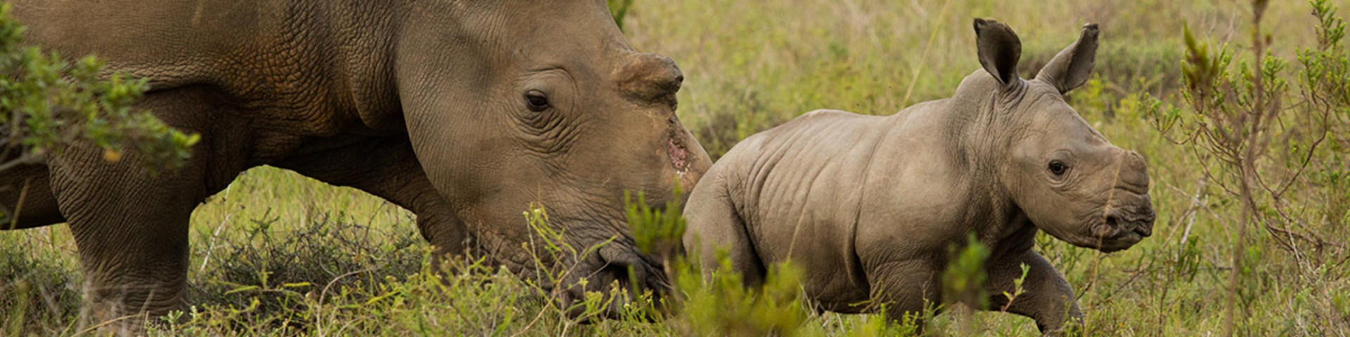 HELP SAVE THE RHINO