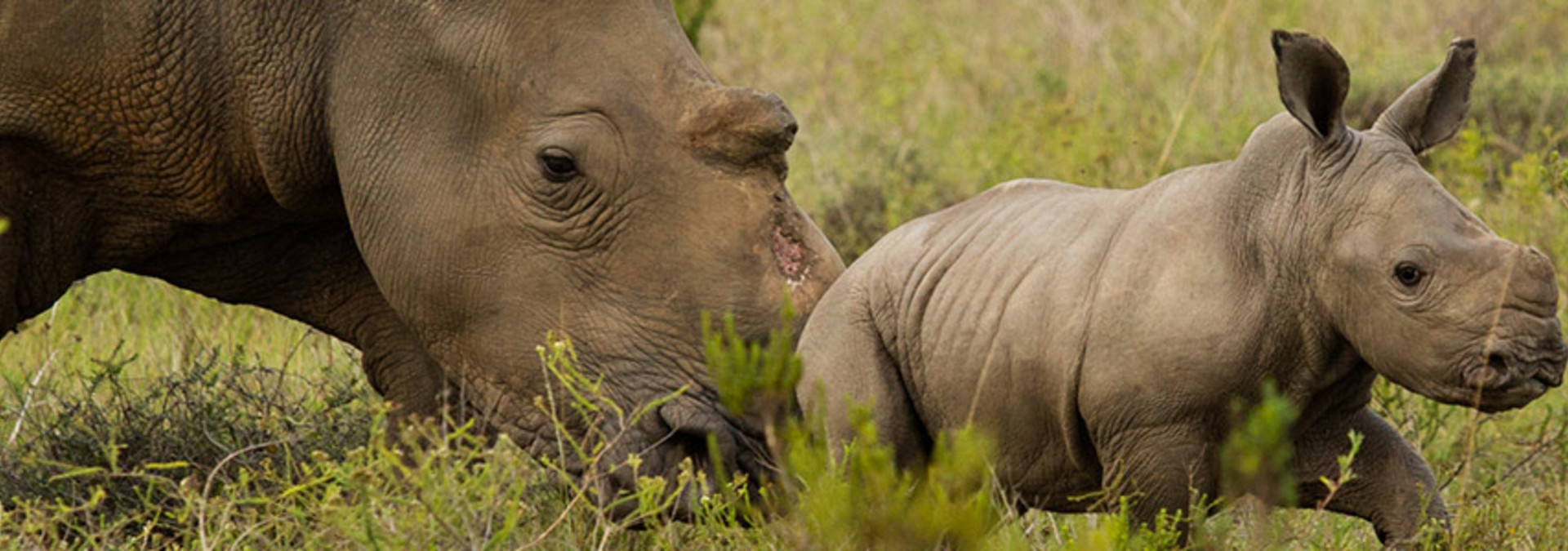 HELP SAVE THE RHINO