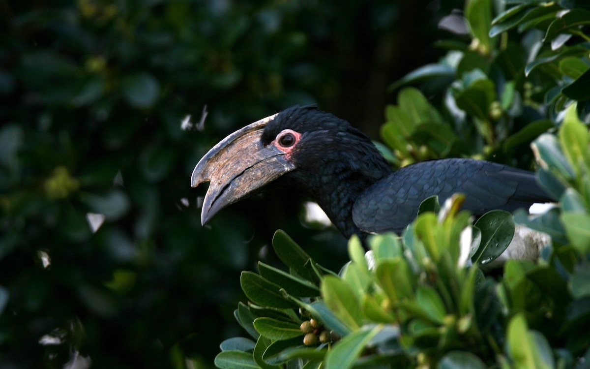 Kariega Birding Trumpeter Hornbill by Jo Haesslich