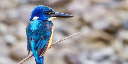 Kariega-Birding-Half-collared-kingfisher.jpg