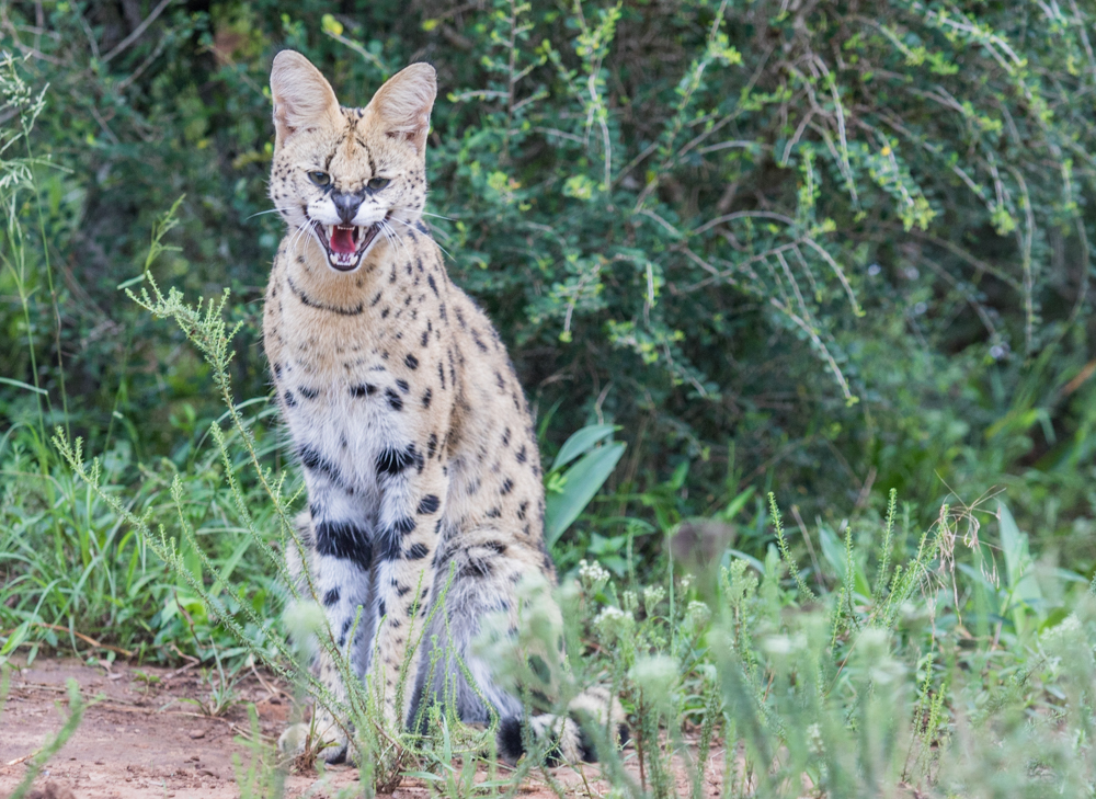 Kariega Brave Wilderness Serval Reintroduction