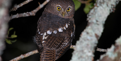 Kariega-Barred-Owlet-J.Balmer.JPG