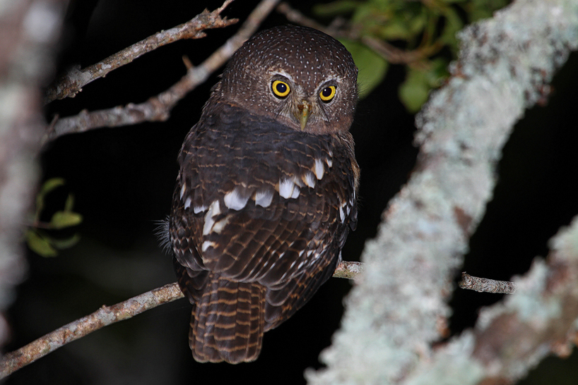 Kariega-Barred-Owlet-J.Balmer.JPG