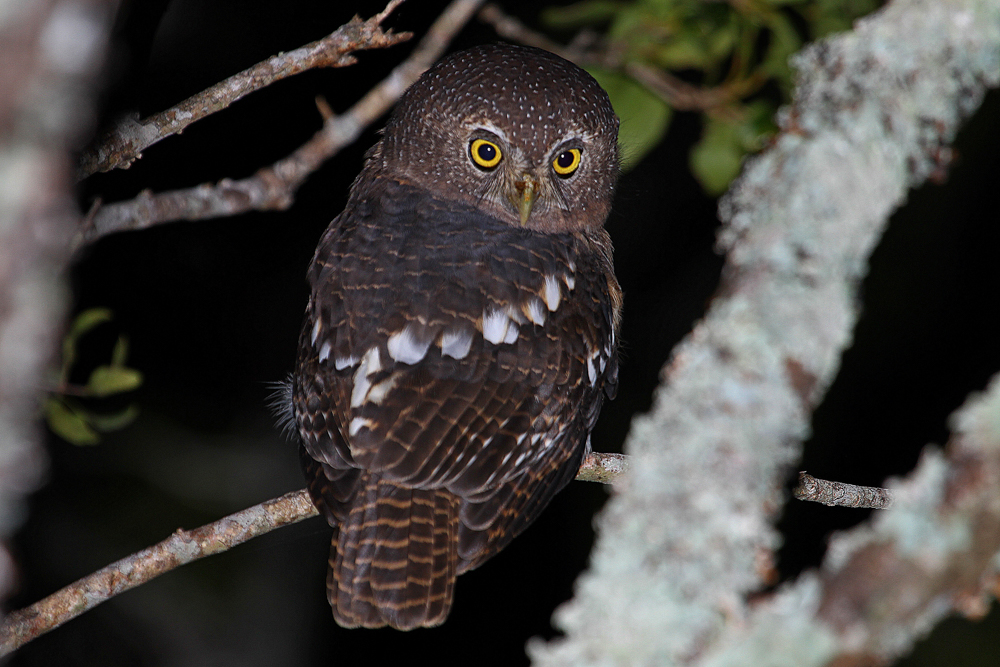 Kariega African Barred Owlet bg J.Balmer