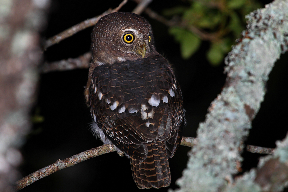 Kariega African Barred Owlet by J.Balmer