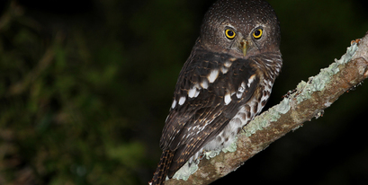 Kariega-Barred-Owlet-J.Balmer3.JPG