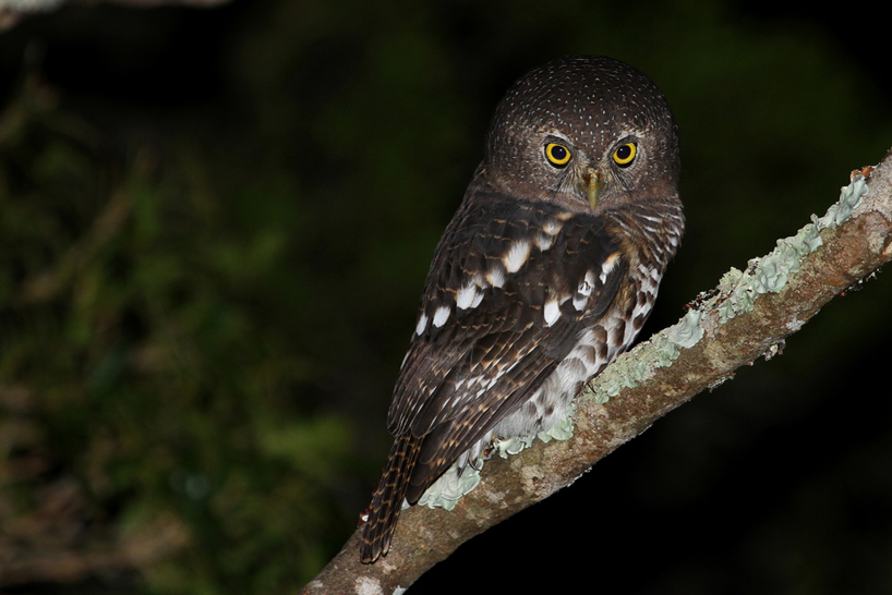 Kariega-Barred-Owlet-J.Balmer3.JPG