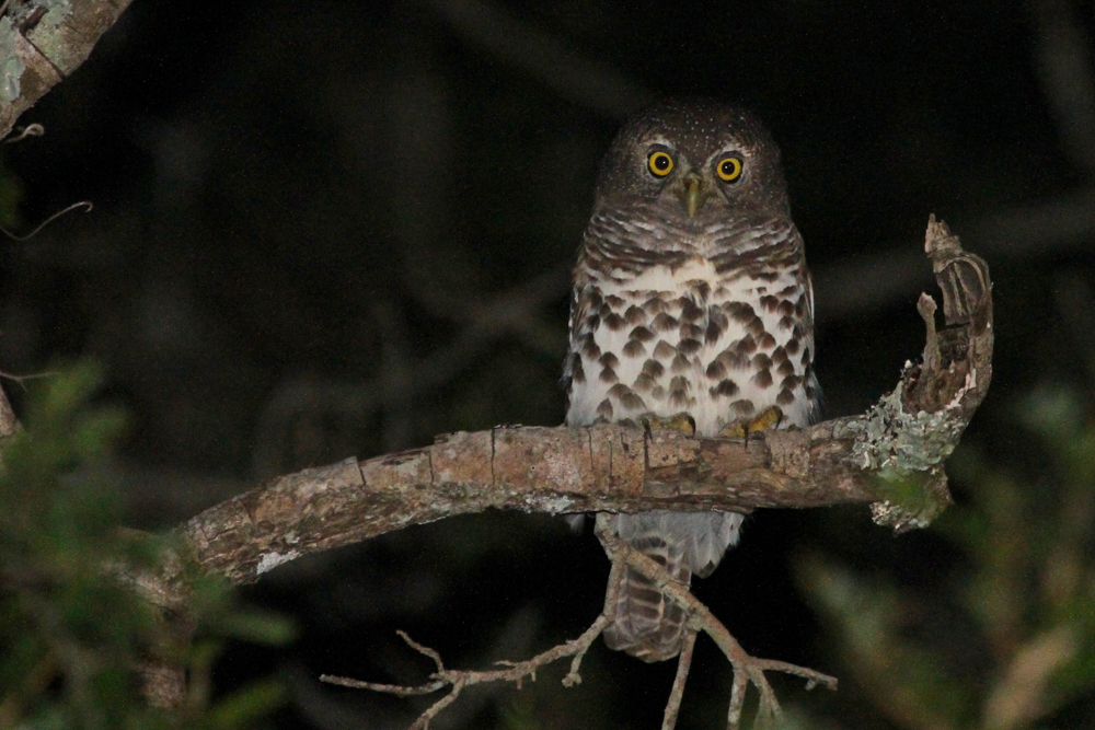 Kariega African Barred Owlet