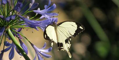 Kariega-butterfly-CherTucker‎.jpg