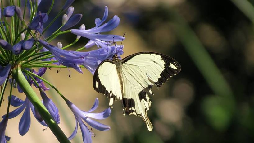 Kariega-butterfly-CherTucker‎.jpg