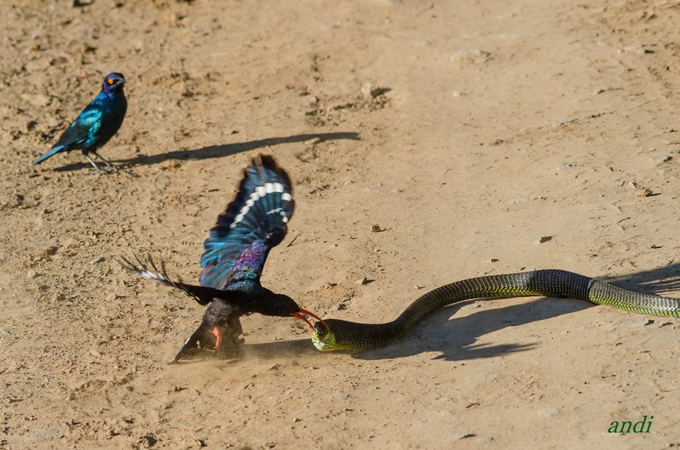 Kariega Birds Boomslang by Andreas Eichler‎