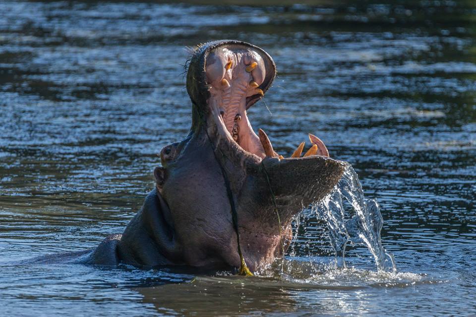 Kariega Hippo by Alan Collins‎