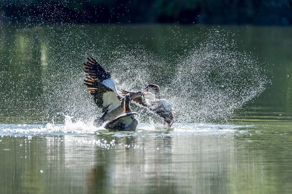 Kariega Egyptian Geese by Alan Collins